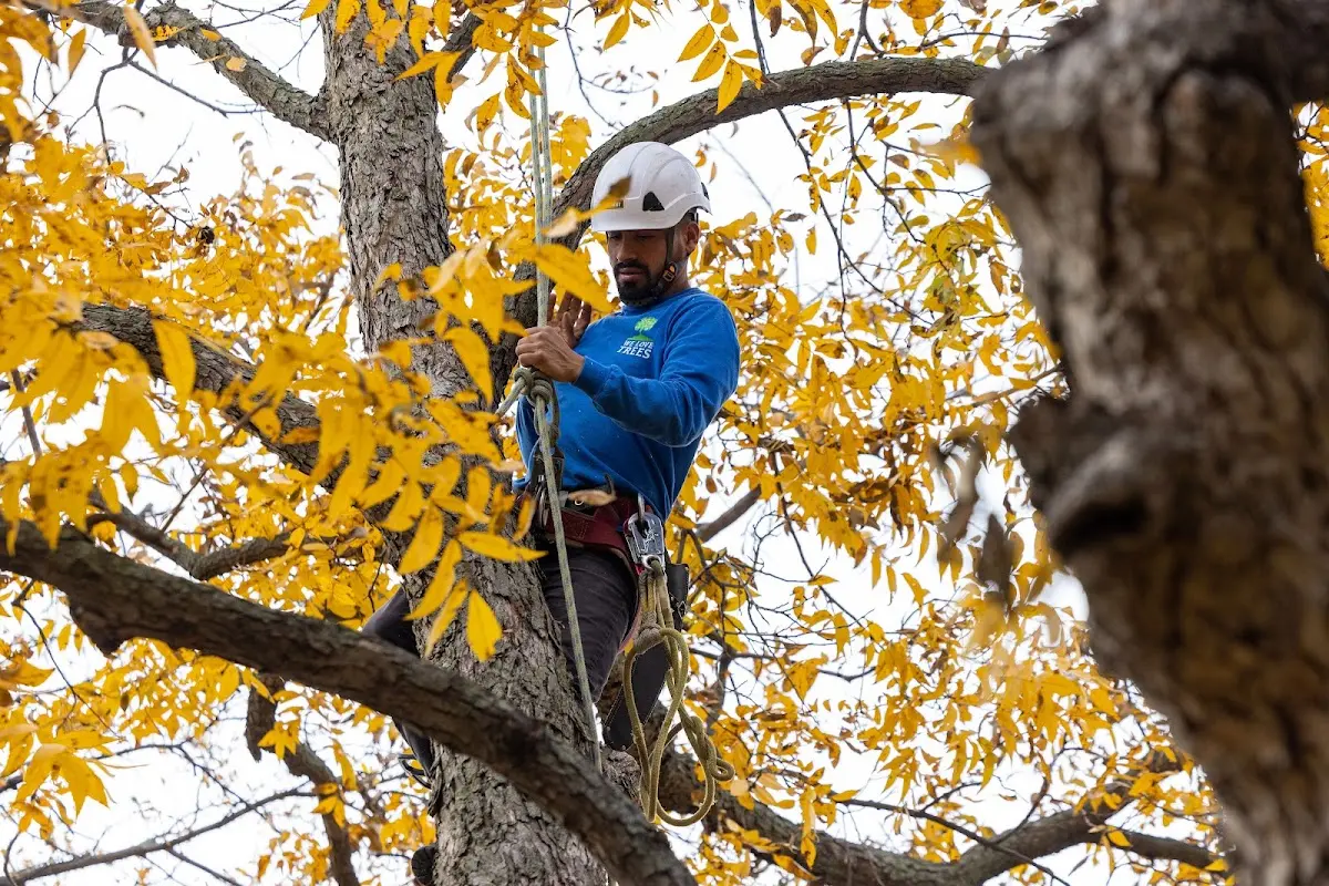 Skilled Tree Transplanting crew working in Morton